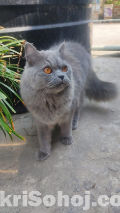 Triple coat pure persian cat